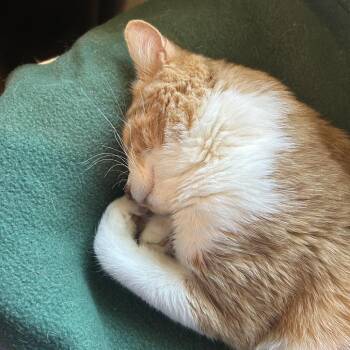 Garfield -  Domestic Short Hair Cat for Adoption in Saint Charles, Missouri - Garfield | PetCurious