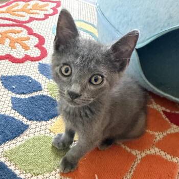 Marshall -  Domestic Short Hair Cat for Adoption in Denison, Texas - Marshall | PetCurious