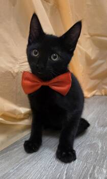Domestic Short Hair and Bombay Cats Available for Adoption in Attalla, Alabama - Fredrick | PetCurious