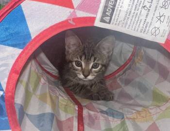 Calvin -  Domestic Short Hair and Tabby Cat Available for Adoption in Dublin, Ohio - Calvin | PetCurious