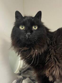 Domestic Long Hair and Domestic Short Hair Cats Available for Adoption in Erin, Ontario - Colby | PetCurious