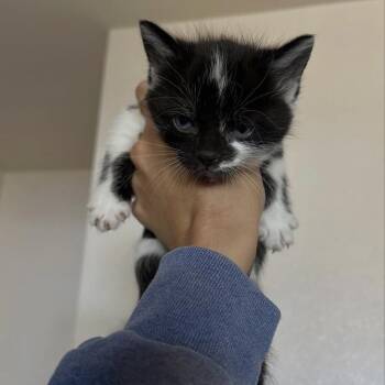 Domestic Short Hair Cats Available for Adoption in Yucca Valley, California - Moo | PetCurious