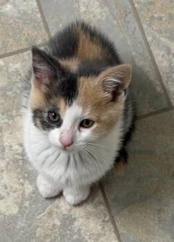 Smores -  Domestic Short Hair Cat for Adoption in South Bend, Indiana - Smores | PetCurious