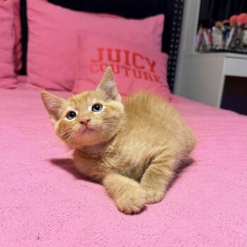 Tabby Cats Available for Adoption in Palmetto Bay, Florida - Chester | PetCurious