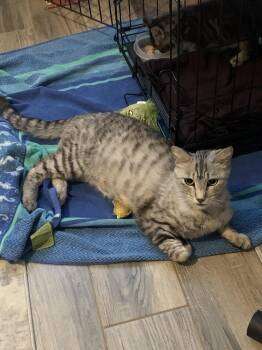 Silver Queen -  Domestic Short Hair Cat for Adoption in Lancaster, California - Silver Queen | PetCurious