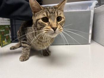 CHEESECAKE* -  Domestic Short Hair Cat for Adoption in Rowlett, Texas - CHEESECAKE* | PetCurious