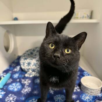 Domestic Short Hair Cats Available for Adoption - Aksel | PetCurious