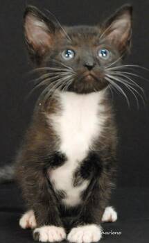 Chum Bucket -  Domestic Short Hair Cat for Adoption in Newland, North Carolina - Chum Bucket | PetCurious