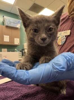 Ariel -  Domestic Short Hair Cat for Adoption in Fishers, Indiana - Ariel | PetCurious