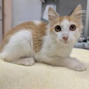 Eleanor -  Domestic Medium Hair Cat for Adoption in Green Valley, Arizona - Eleanor | PetCurious