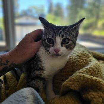 Tuesday -  Domestic Short Hair Cat for Adoption in Spokane, Washington - Tuesday | PetCurious