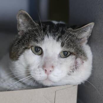 BIG BOY -  Domestic Short Hair Cat for Adoption in San Antonio, Texas - BIG BOY | PetCurious