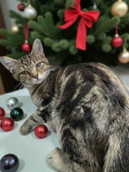 Rescue Domestic Short Hair Cats for Adoption in Sullivan, Indiana - Skippy | PetCurious