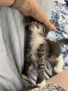 Asher -  Maine Coon and Domestic Medium Hair Cat for Adoption in Rural Hall, North Carolina - Asher | PetCurious