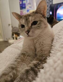Lia -  Siamese Cat for Adoption in Lee