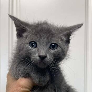 Domestic Short Hair Cats Available for Adoption in Hemet, California - Olive | PetCurious