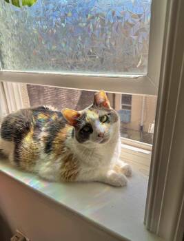 Linda -  Domestic Short Hair Cat Available for Adoption in Philadelphia, Pennsylvania - Linda | PetCurious