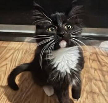 Rescue Domestic Medium Hair Cats for Adoption in Apopka, Florida - Chin 8.11.25 | PetCurious