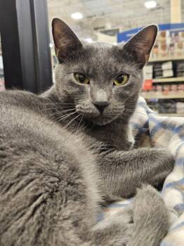 Rescue Domestic Short Hair Cats for Adoption in Encinitas, California - Fangs | PetCurious