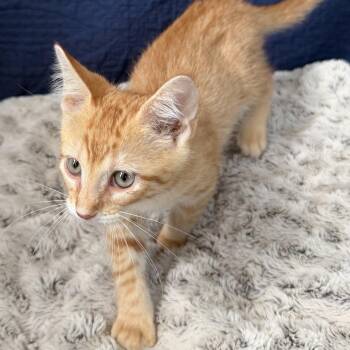 Blake -  Domestic Short Hair Cat for Adoption in Huntsville, Alabama - Blake | PetCurious