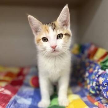 Poppy -  Domestic Short Hair Cat Available for Adoption in Atlanta, Georgia - Poppy | PetCurious