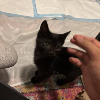 Nairobi -  Domestic Short Hair Cat for Adoption in Chicago, Illinois - Nairobi | PetCurious