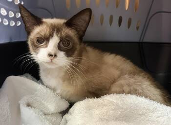 Jade -  Domestic Short Hair Cat for Adoption in Nashville, Tennessee - Jade | PetCurious