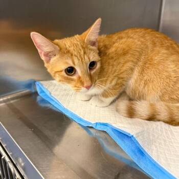 Danone -  Domestic Short Hair Cat for Adoption in Greensboro, North Carolina - Danone | PetCurious