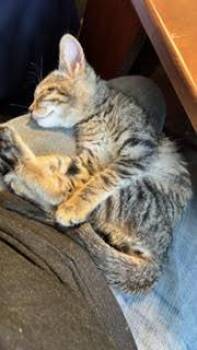 Brigitta -  Domestic Short Hair Cat for Adoption in Wheaton, Illinois - Brigitta | PetCurious