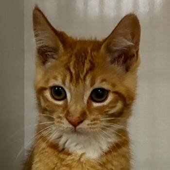 Martie -  Domestic Short Hair Cat for Adoption in Redwood City, California - Martie | PetCurious