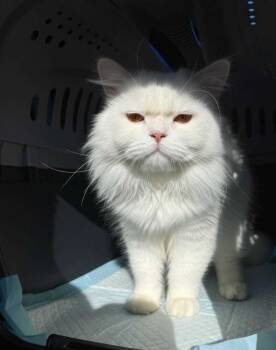 Rescue Persian Cats for Adoption in Snow Hill, Maryland - Luke | PetCurious