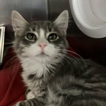 Brooke -  Domestic Medium Hair Cat for Adoption in Idaho Falls, Idaho - Brooke | PetCurious