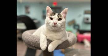 Domestic Short Hair Cats Available for Adoption - Barbie | PetCurious