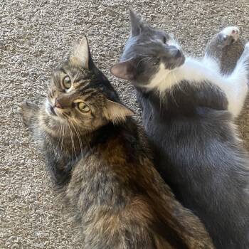 Smokey and Clover -  Tabby Cat for Adoption in Beach Park, Illinois - Smokey And Clover | PetCurious