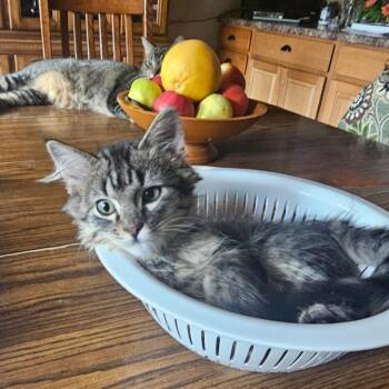 Milkshake -  Domestic Medium Hair Cat for Adoption in Rochester, Minnesota - Milkshake | PetCurious