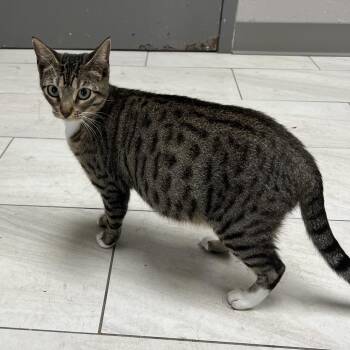 Domestic Short Hair Cats Available for Adoption in Austin, Texas - Olisa | PetCurious