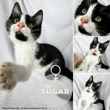 Rescue Domestic Short Hair Cats for Adoption in Corpus Christi, Texas - Sugar | PetCurious