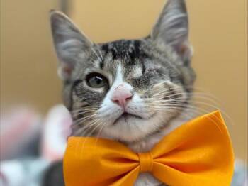 Speck -  Domestic Short Hair Cat for Adoption in Portland, Oregon - Speck | PetCurious