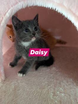 Domestic Short Hair Cats Available for Adoption in Gun Barrel City, Texas - Daisy | PetCurious