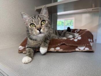 Turtle -  Domestic Short Hair Cat for Adoption in Viroqua, Wisconsin - Turtle | PetCurious
