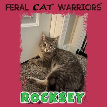 Rocksey -  Domestic Short Hair Cat for Adoption in Squamish, British Columbia - Rocksey | PetCurious