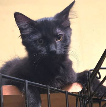 Rescue Domestic Short Hair Cats for Adoption in Livonia, Michigan - C301 Litter Peppermint | PetCurious