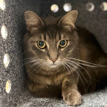 Domestic Short Hair Cats Available for Adoption in League City, Texas - Sage | PetCurious