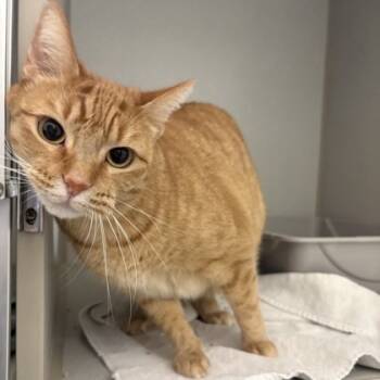 Rescue Domestic Short Hair Cats for Adoption in Dallas, Texas - Kitty | PetCurious