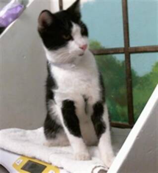 KELVIN -  Domestic Short Hair Cat for Adoption in Houston, Texas - KELVIN | PetCurious