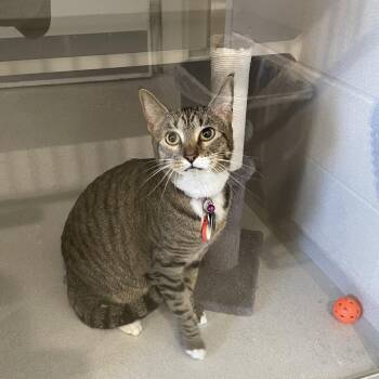 Tigger -  Domestic Short Hair Cat for Adoption in Rexburg, Idaho - Tigger | PetCurious