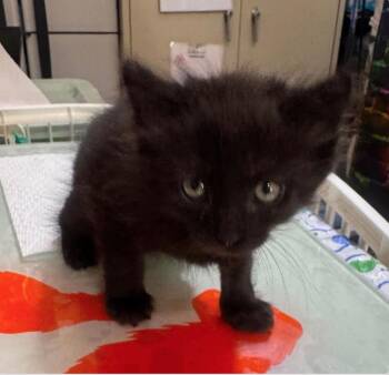 Finn -  Domestic Medium Hair and Domestic Long Hair Cat for Adoption in Denver, Colorado - Finn | PetCurious