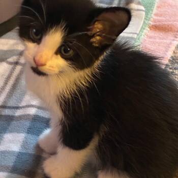 Domestic Short Hair Cats Available for Adoption in West Jefferson, Ohio - Pierre | PetCurious