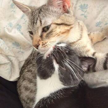 Puffin -  Domestic Short Hair Cat for Adoption in Cumming, Georgia - Puffin | PetCurious