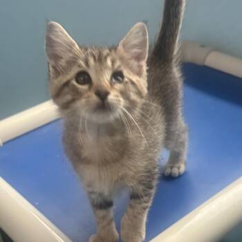 Nia Sioux 9 -  Domestic Short Hair Cat for Adoption in Austin, Texas - Nia Sioux 9 | PetCurious